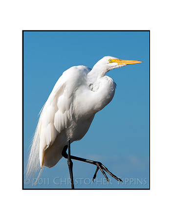 Great White Egret 02