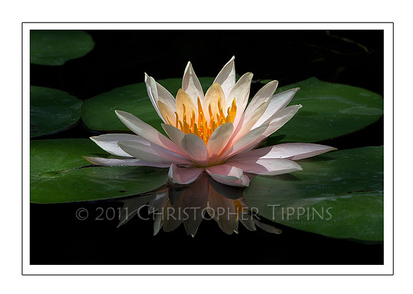 Lotus Flower 01