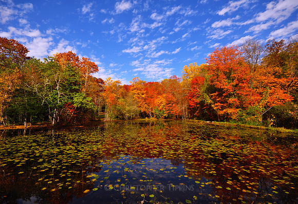 "Autumnal Revelry"