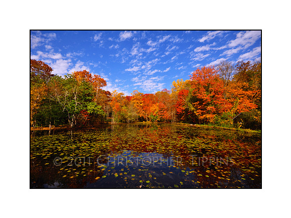 "Autumnal Revelry"