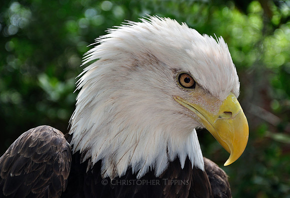 "Majestic"