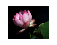 Lotus Flower 02