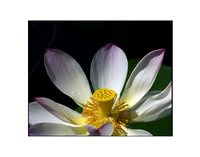 Lotus Flower 10