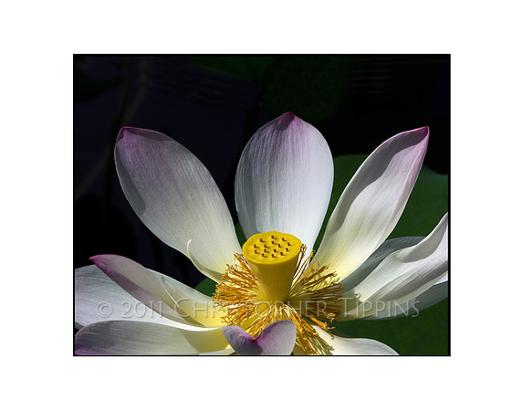 Lotus Flower 10