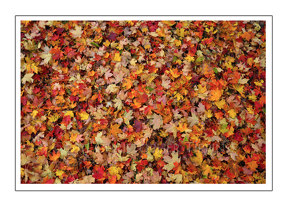 Fall Foliage, Long Island, New York 04