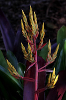 Mounts Botanical Garden, April 26, 2025