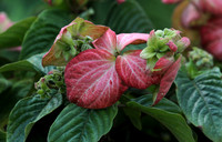 Mounts Botanical Garden, April 26, 2025