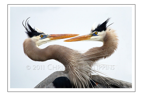 "Lovebirds." Wahkohdahatchee FL.  12/26/2014. Canon 70D.   F 5.6, 1/4000, ISO 500, 500 mm, Spot.