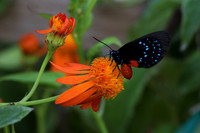 Mounts Botanical Garden, April 26, 2025