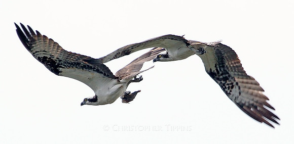 Ospreys