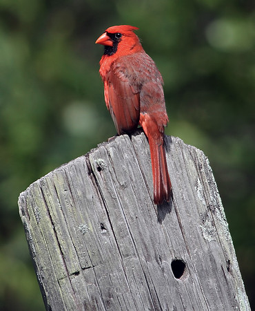 Northern Cardinal
