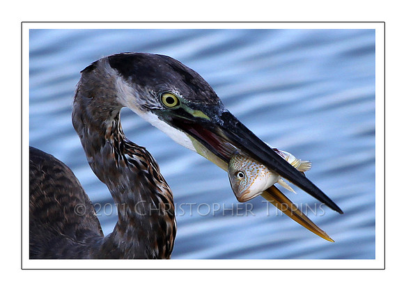 Great Blue Heron