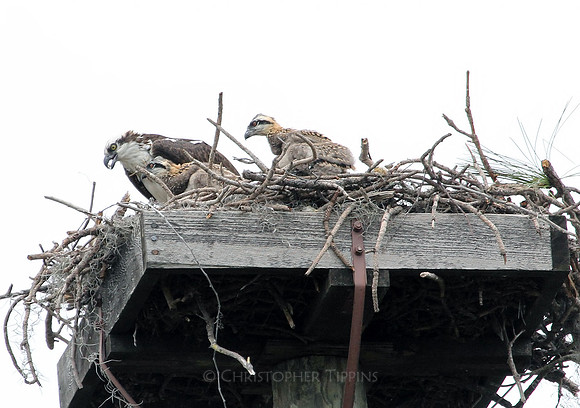 Ospreys