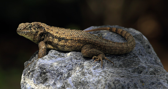 Curly Tail Lizard