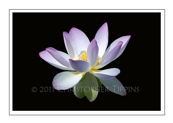 Lotus Flower 06