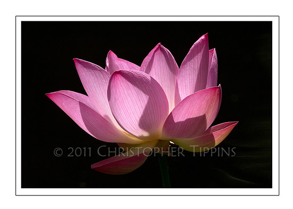 Lotus Flower 05