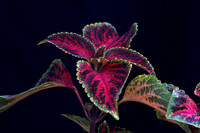 Mounts Botanical Garden, April 26, 2025