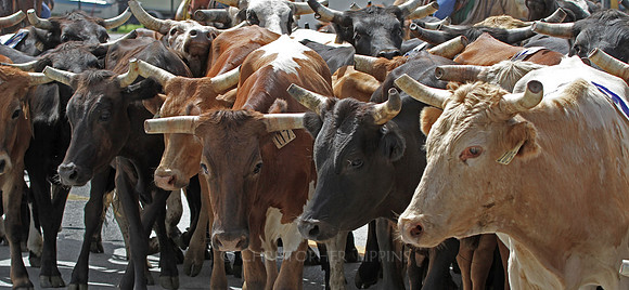 The cows.