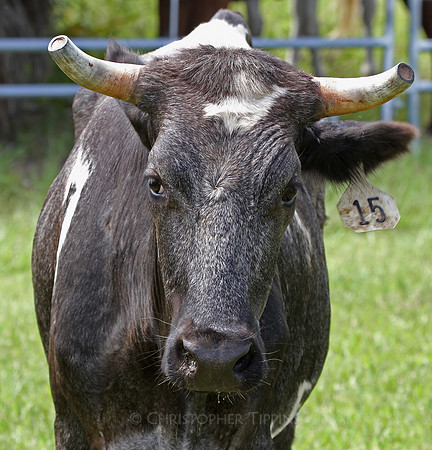 One of the plethora of cows.