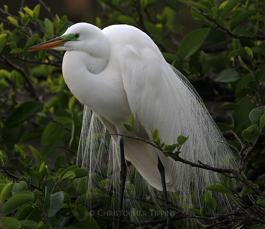 Wakodahatchee Wetlands, Great White Heron