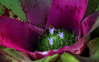 Mounts Botanical Garden, April 26, 2025