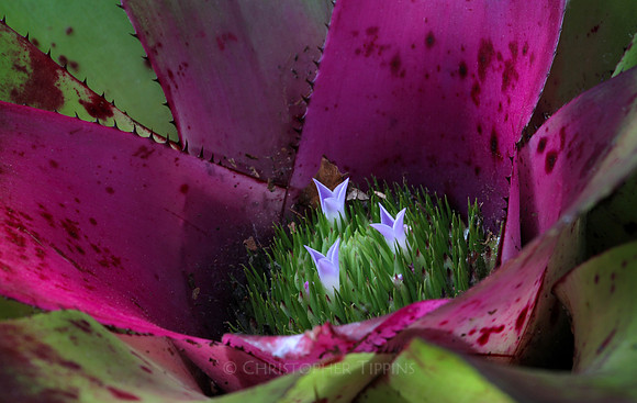Mounts Botanical Garden, April 26, 2025