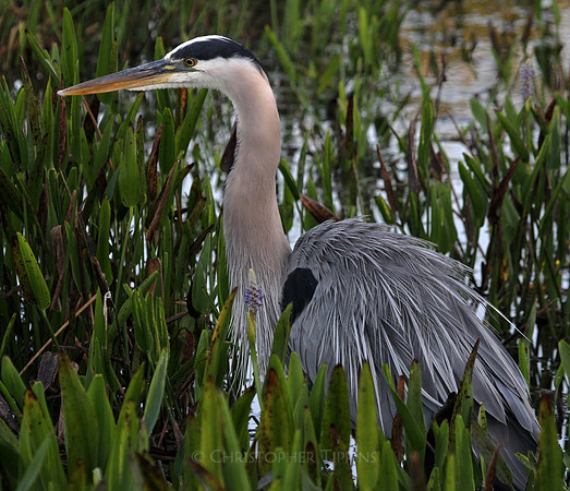 Wakodahatchee Wetlands, Great Blue Heron
