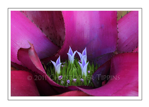 Bromeliad