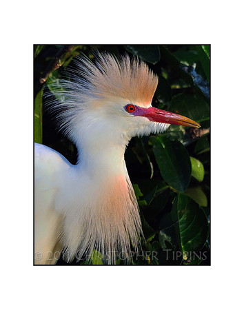 Cattle Egret 02