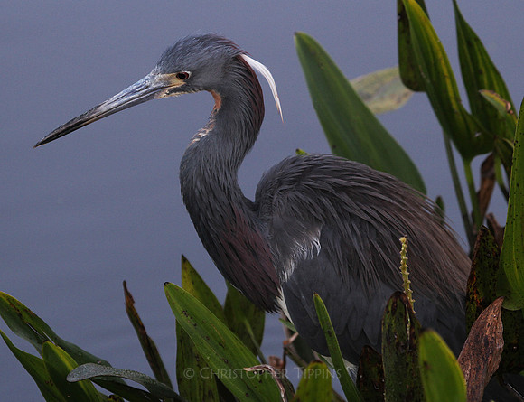 Wakodahatchee Wetlands, Tricolor Heron