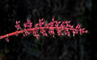 Mounts Botanical Garden, April 26, 2025