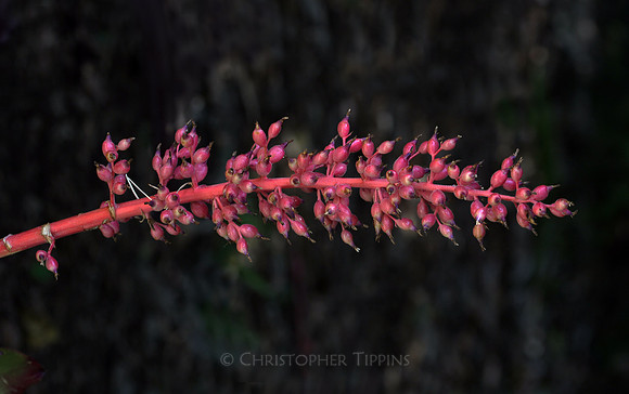 Mounts Botanical Garden, April 26, 2025