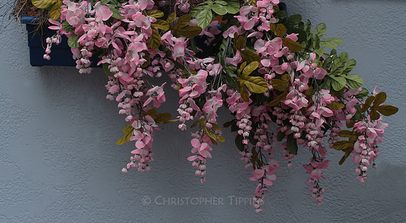 Camden Avenue, Flowers