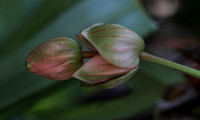 Mounts Botanical Garden, April 26, 2025