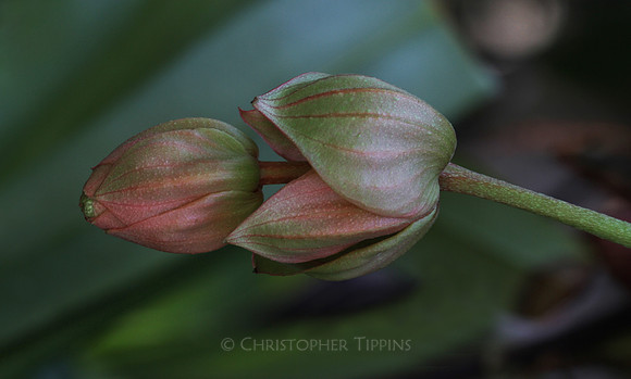 Mounts Botanical Garden, April 26, 2025