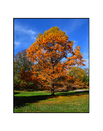 Fall Foliage, Long Island, New York 03