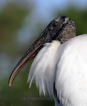 Wakodahatchee Wetlands, Wood Stork