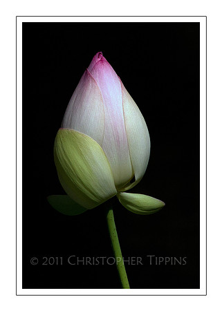 Lotus Flower 07