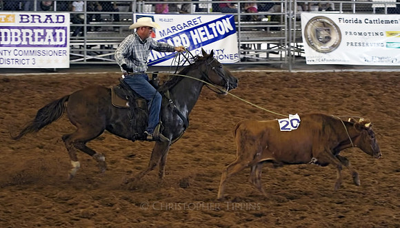 This is how they rope a cow.