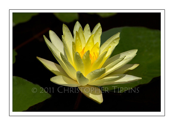 Lotus Flower 04