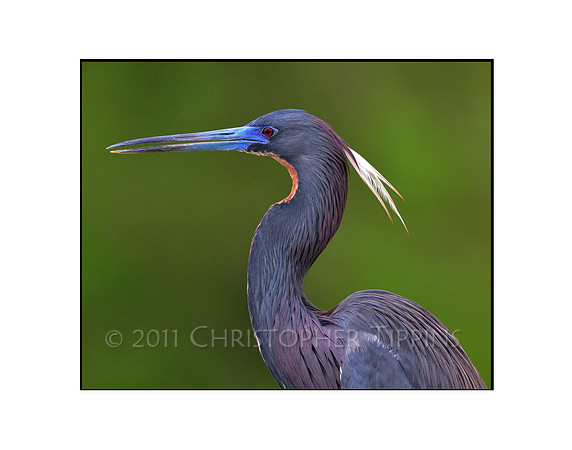Tricolored Heron (Breeding Colors)