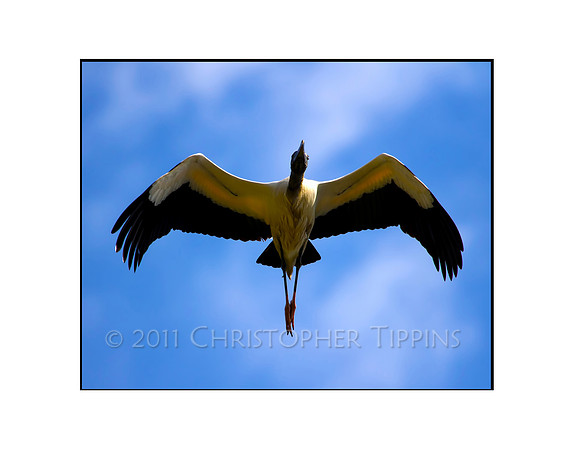 Woodstork