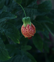 Mounts Botanical Garden, April 26, 2025
