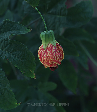 Mounts Botanical Garden, April 26, 2025