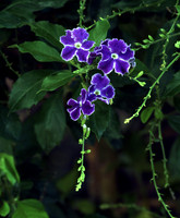 Flora
