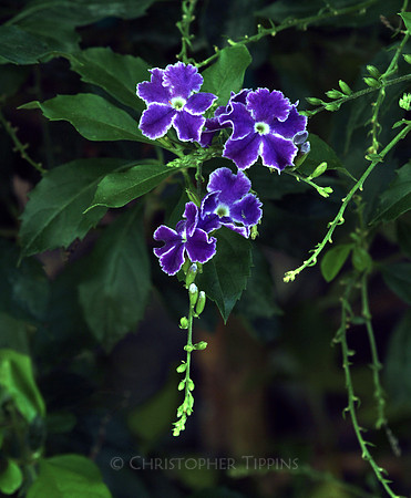 Mounts Botanical Garden, April 26, 2025
