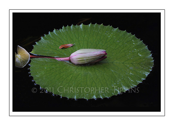 Lotus Flower 03