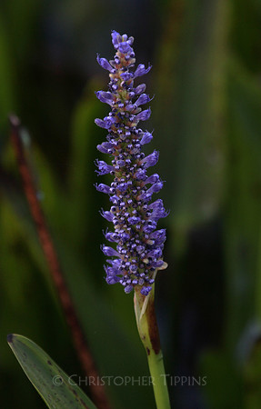 Wakodahatchee Wetlands