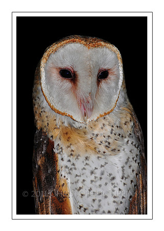 Barn Owl