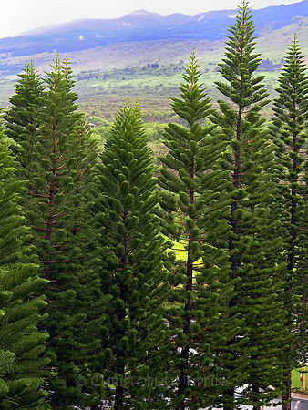 Maui